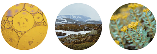 FJORDIL Rhodiola Rosea Cápsulas, 90 Cápsulas
