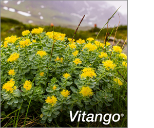 VITANGO Comprimidos recubiertos, 60 unidades