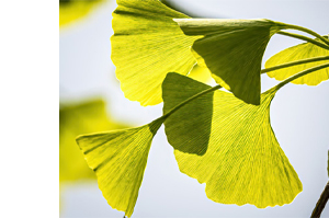 GINKGO BILOBA-1A Pharma 120 mg Comprimidos recubiertos con película, 60 cápsulas