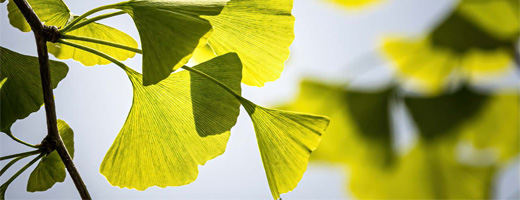GINKGO BILOBA-1A Pharma 120 mg Comprimidos recubiertos con película, 60 cápsulas