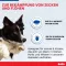 BOLFO Banda antipulgas marrón para perros/gatos pequeños, 1 ud
