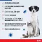 BOLFO Banda antipulgas marrón para perros/gatos pequeños, 1 ud