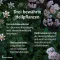 Monasterio Seda-Plantina, 30 PCS