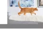 Instructions for use for FRONTLINE COMBO SPOT ON Gato, 6 piezas - 4