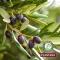 Plantana Olive Care Baño de Ducha con Oliva Bio, 500 ml