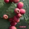 Plantana Mascarilla facial en hoja de higo chumbo con aloe vera, 1 ud